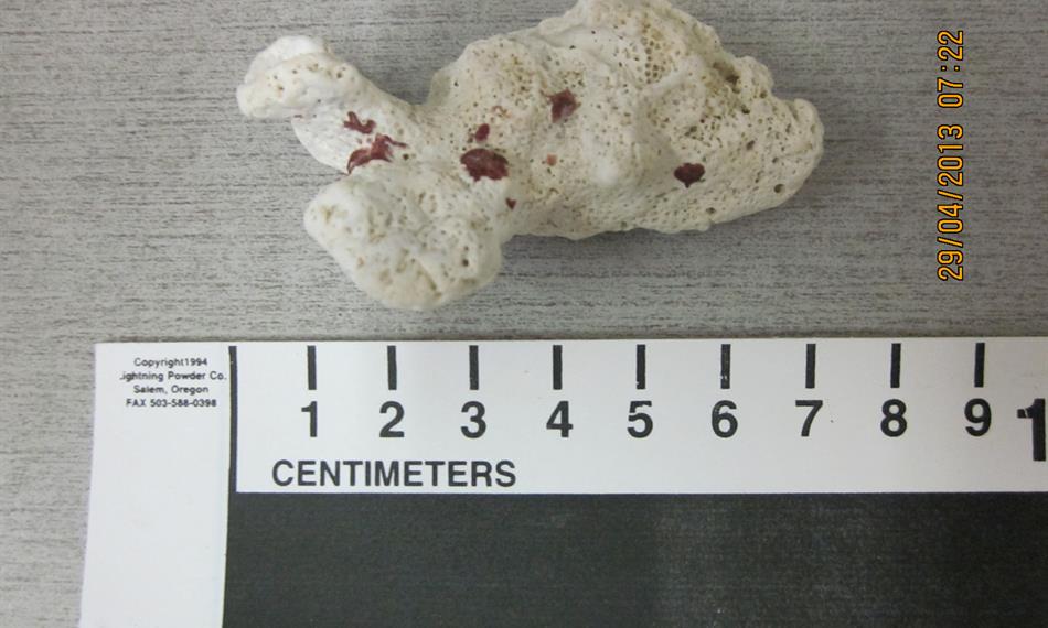 2013-5-3-852CITES .jpg